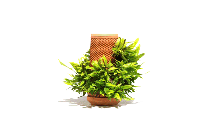 Planter with various plants growing on the surface