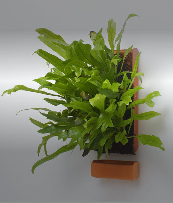 Plant Growing