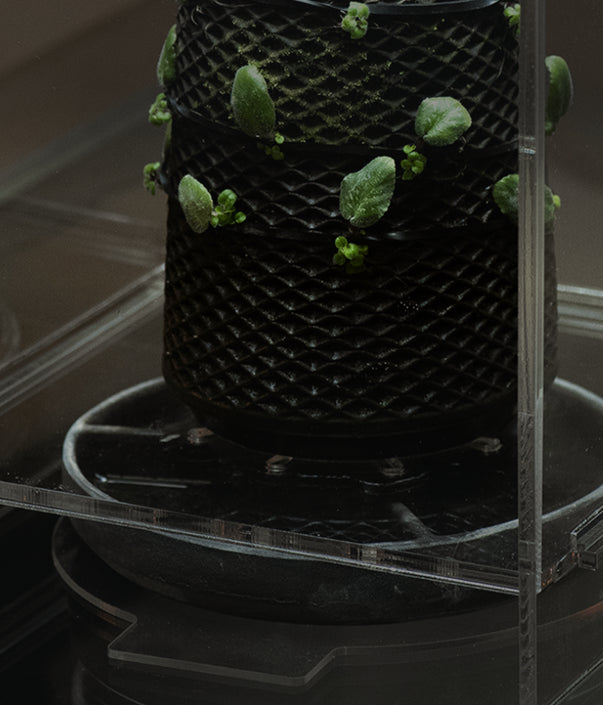 Ideal for terrarium