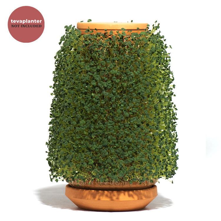 Chia Seeds - tevaplanter - Chia Seeds - tevaplanter - - -