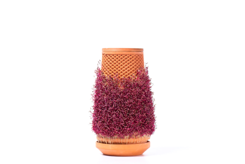 Amaranthus