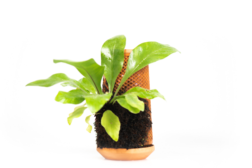 Birds nest fern