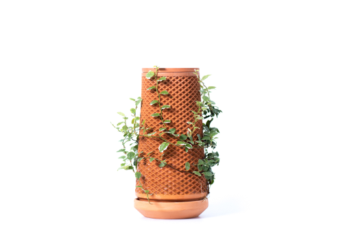 Creeping fig
