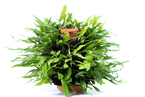 Kangaroo Fern