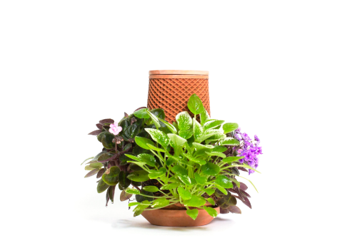 African Violets