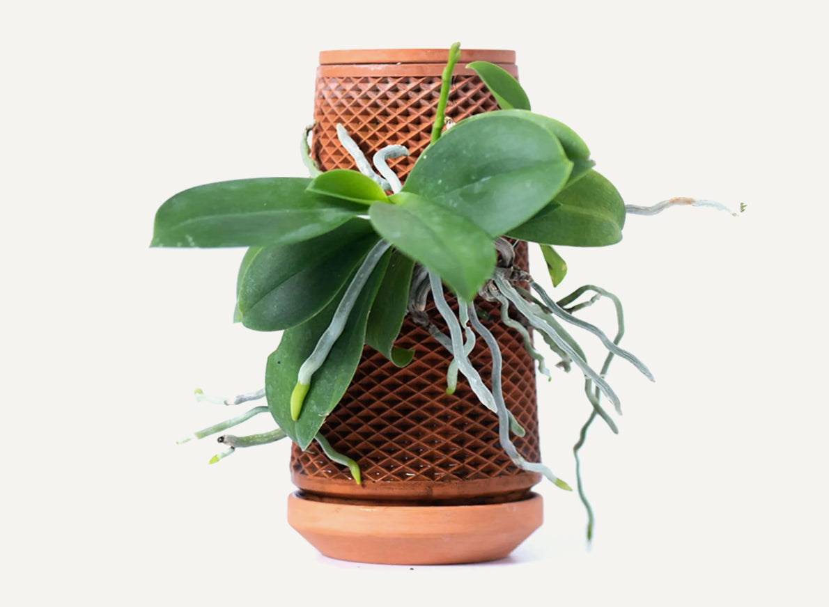 #color_terracotta