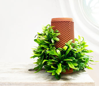 9 Reasons Why You Should Try In-Home Gardening This Year