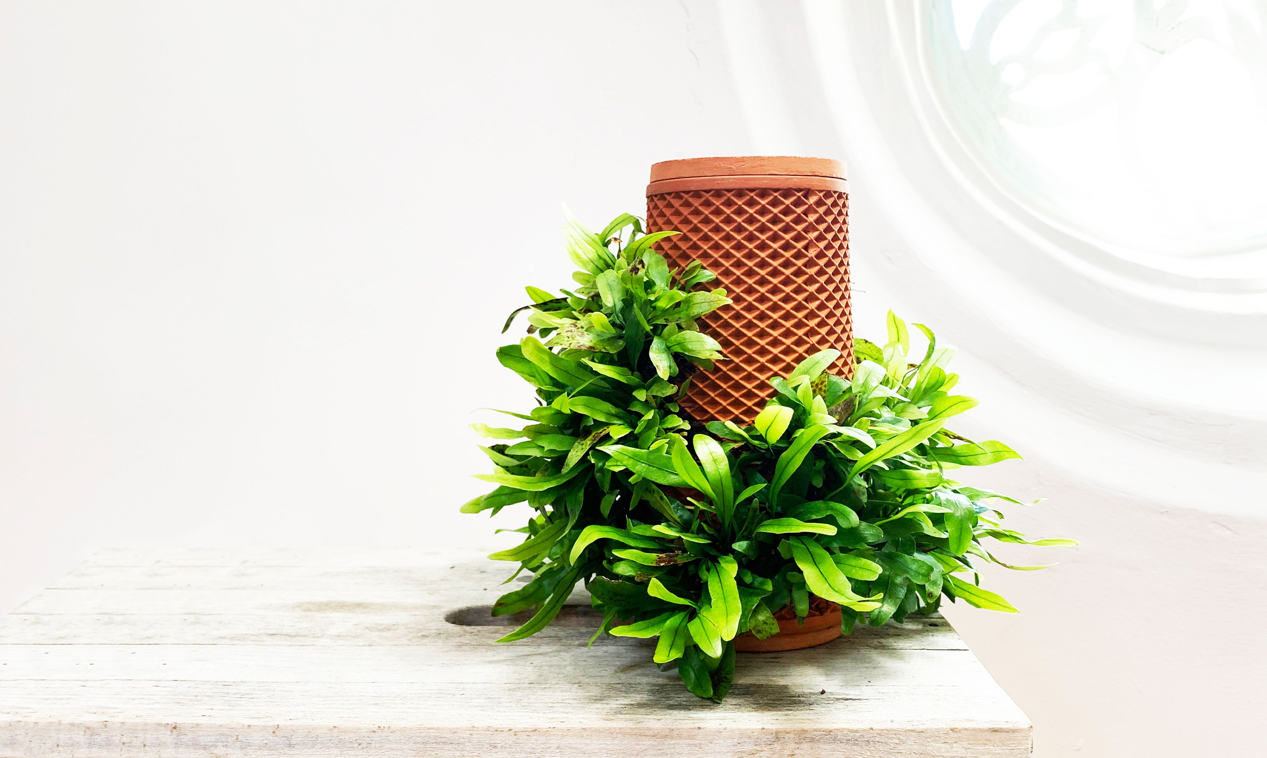 9 Reasons Why You Should Try In-Home Gardening This Year