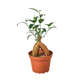 Plants