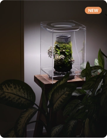 terrarium