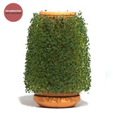 Chia Seeds - tevaplanter - Chia Seeds - tevaplanter -  -  - 