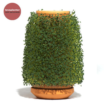 Chia Seeds - tevaplanter - Chia Seeds - tevaplanter -  -  - 