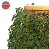 Chia Seeds - tevaplanter - Chia Seeds - tevaplanter -  -  - 