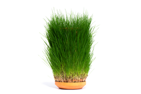 Grass / tall fescue