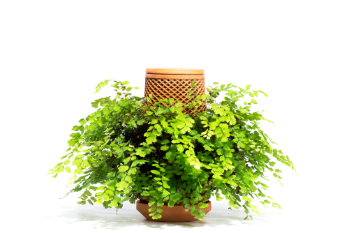 Maidenhair fern