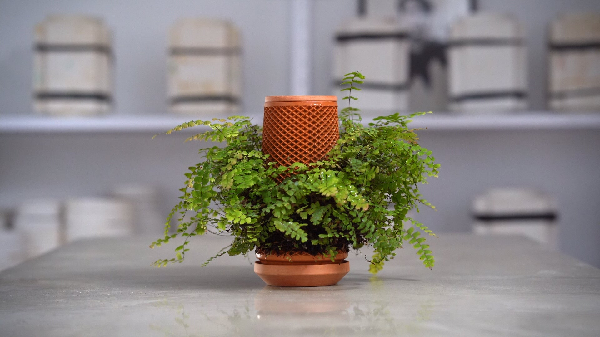 Video Guides – tevaplanter