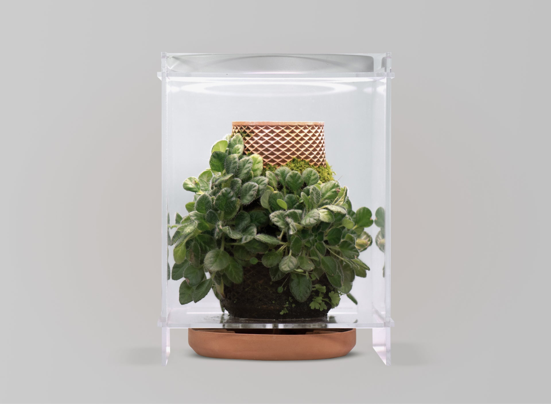 terrarium plant pots terrarium – tevaplanter