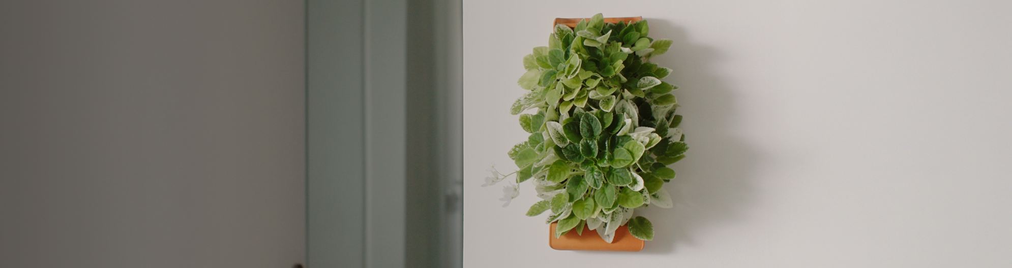 Tevaplanter planter image