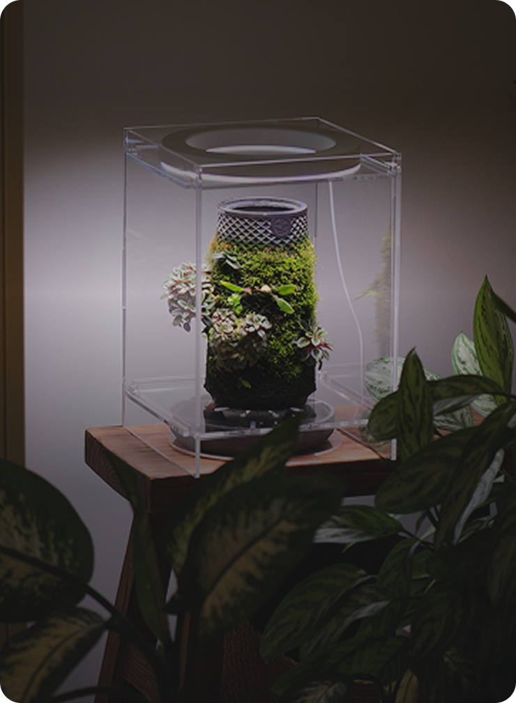 terrarium