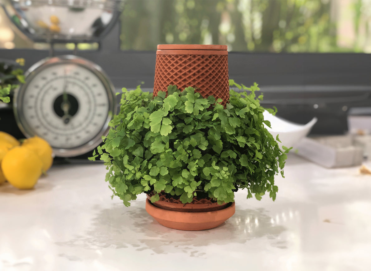 tevaplanter tevaplanter