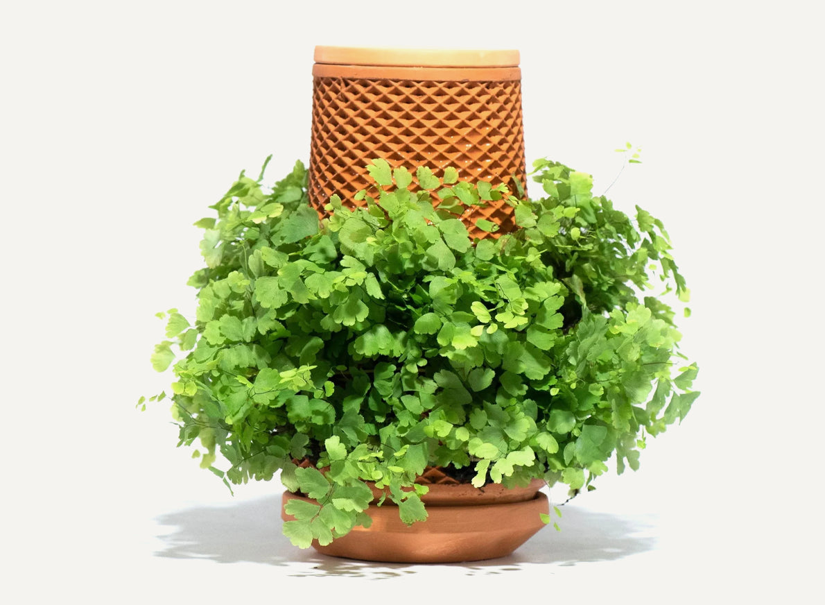 tevaplanter tevaplanter