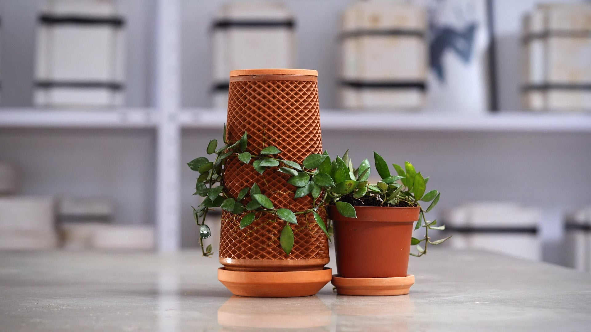 Mother Plant – tevaplanter