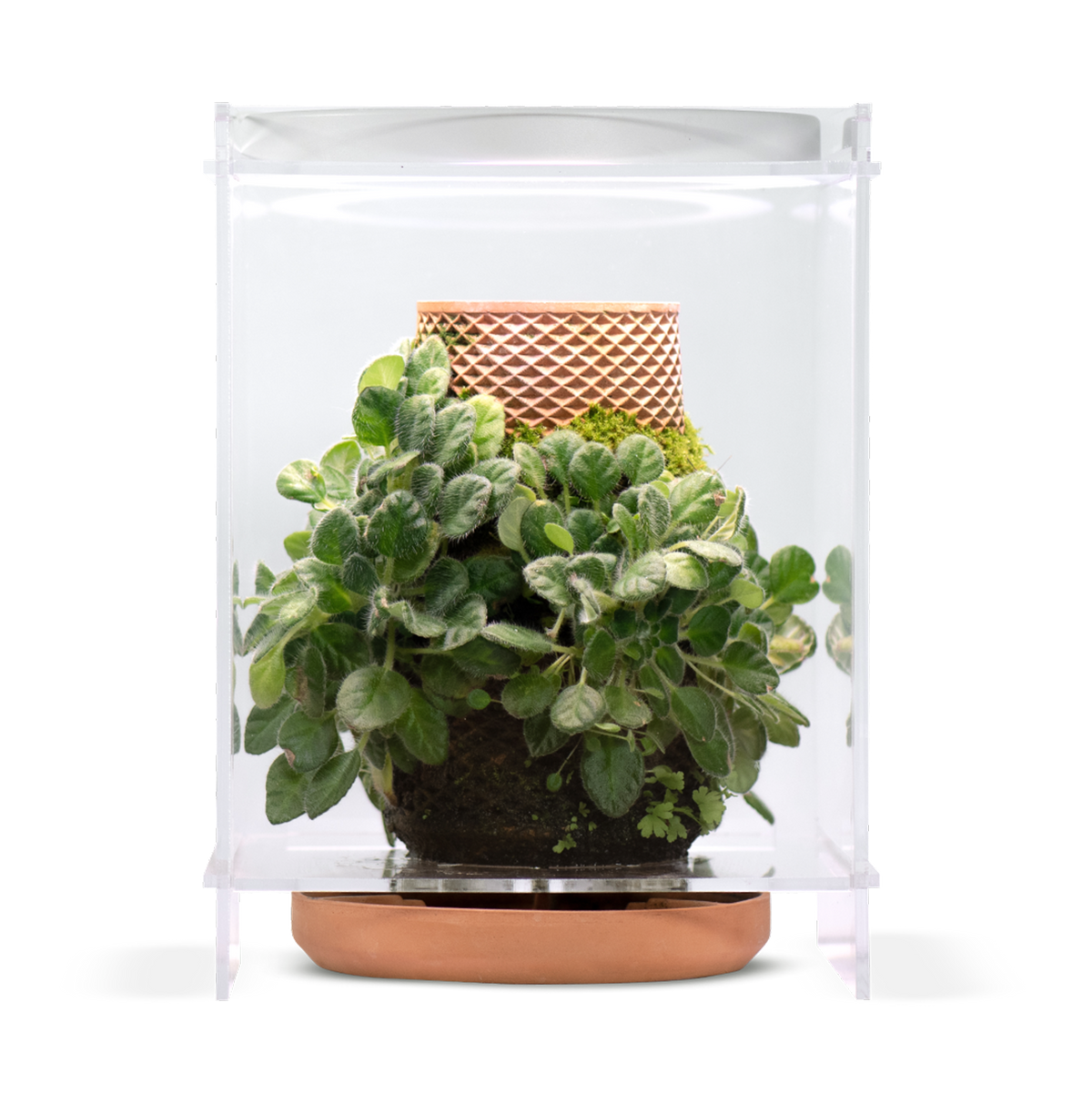 huabei plant terrarium Terrarium – tevaplanter