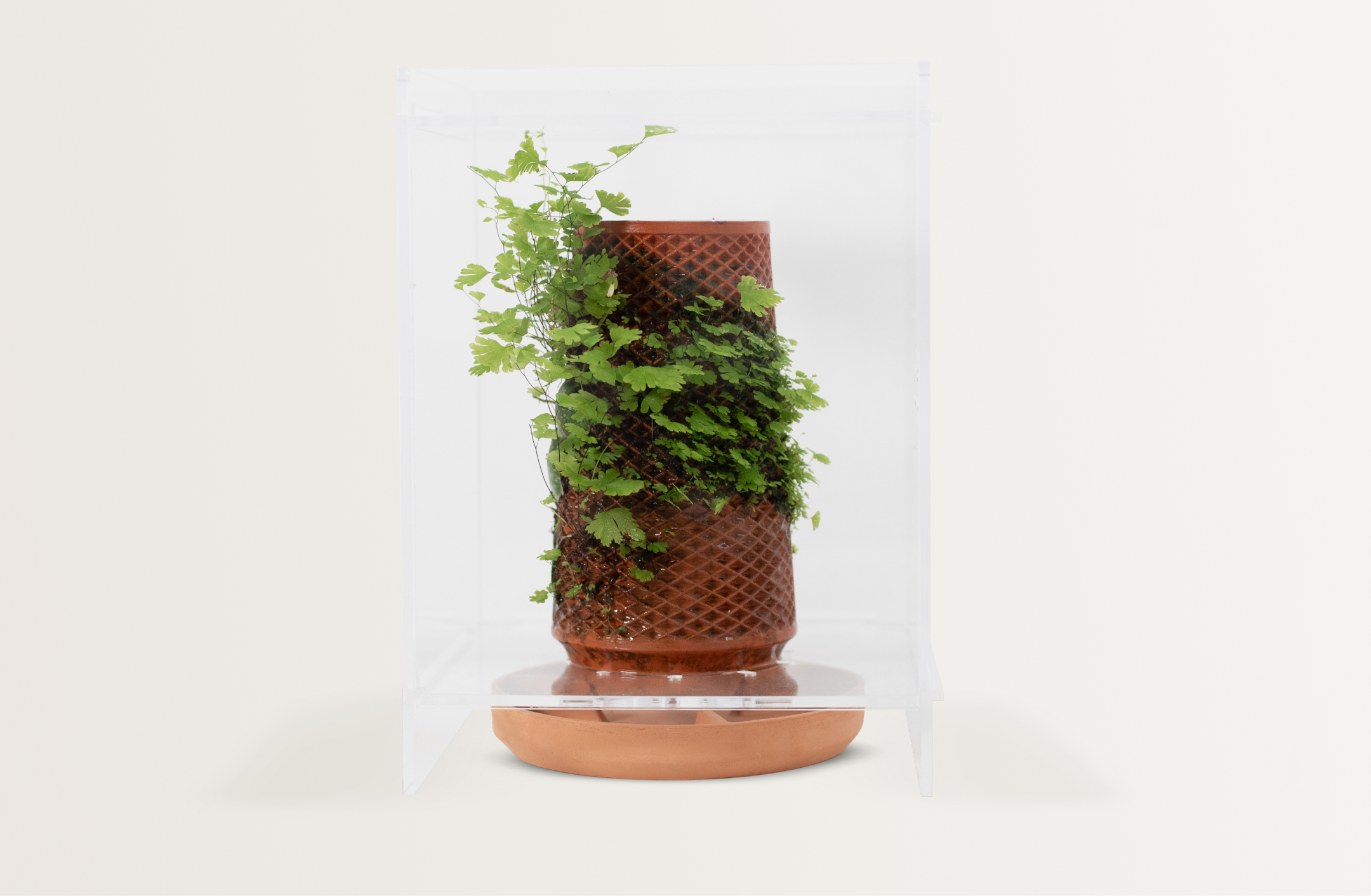 planter til terrarium Terrarium – tevaplanter