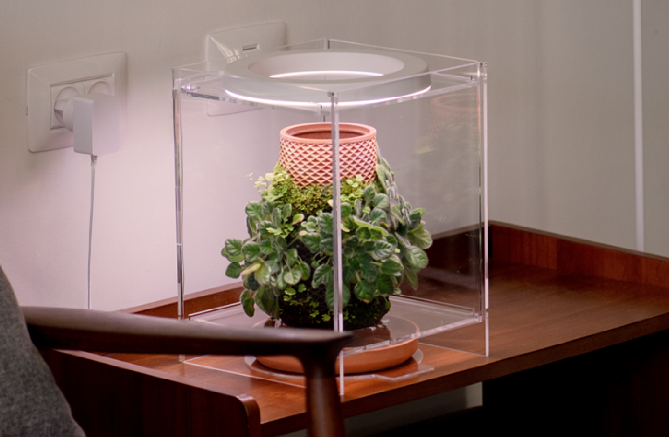 huabei plant terrarium Terrarium – tevaplanter