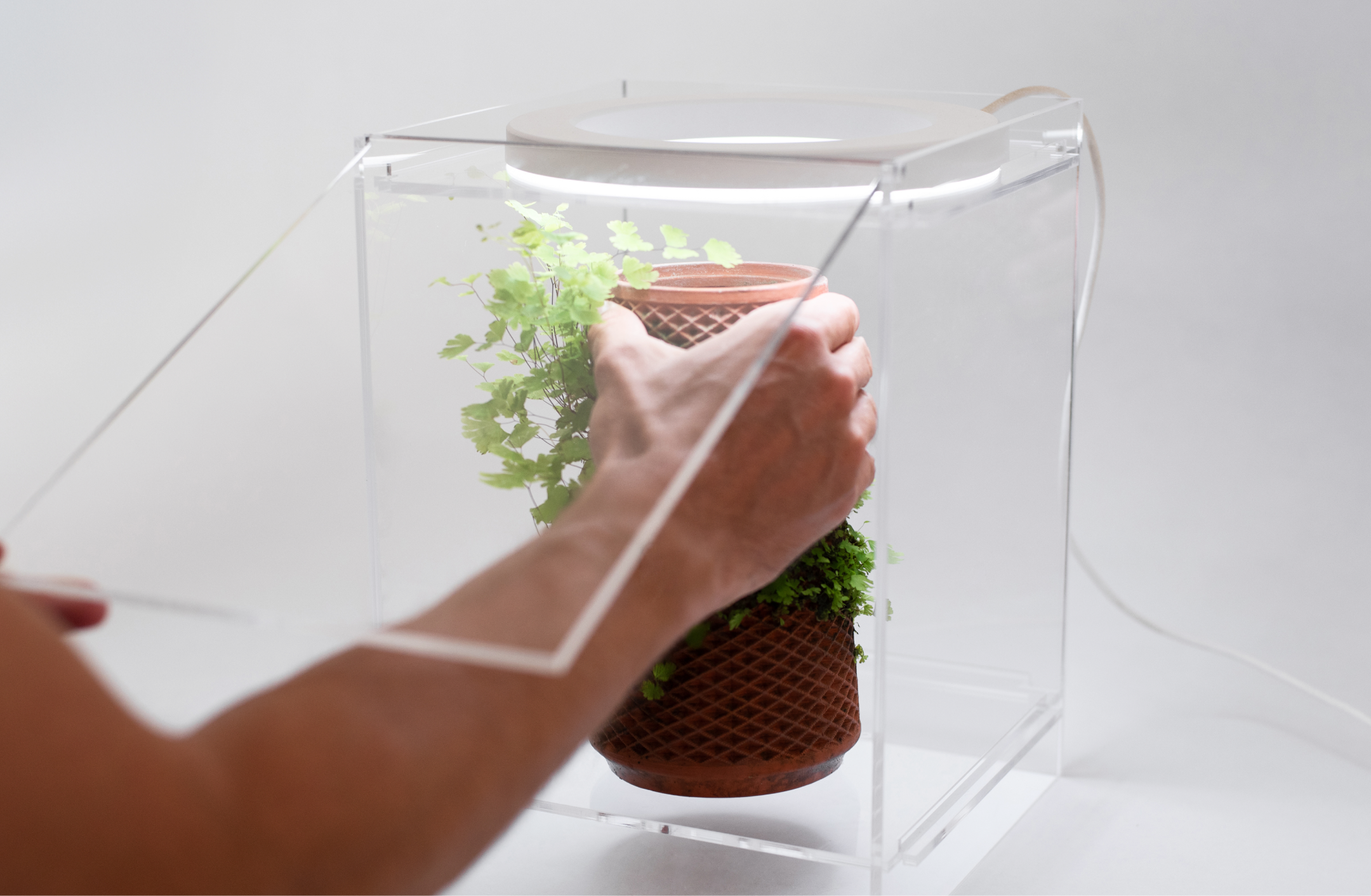 planter til terrarium Terrarium – tevaplanter