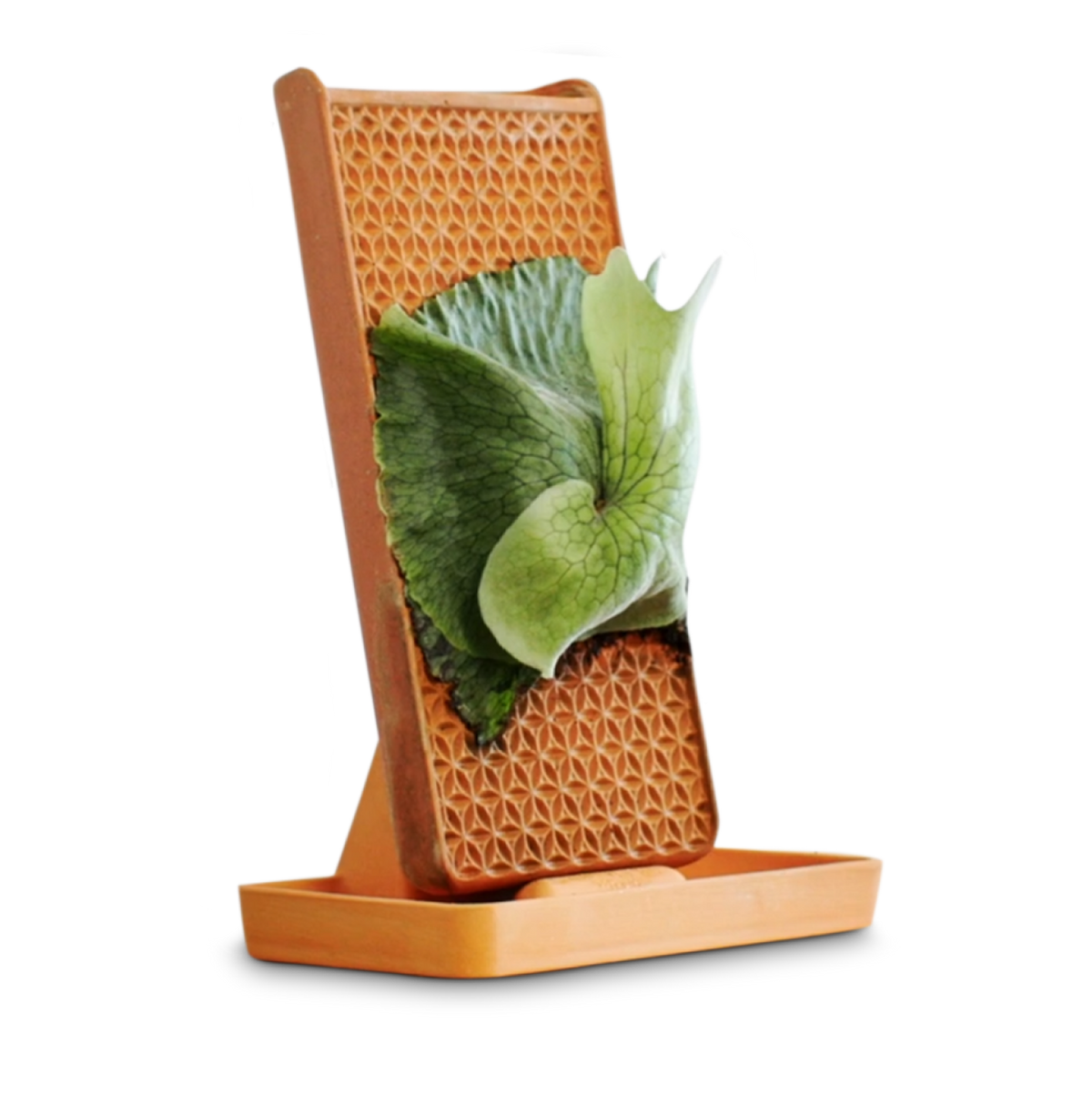 Tevaplanter with greenery