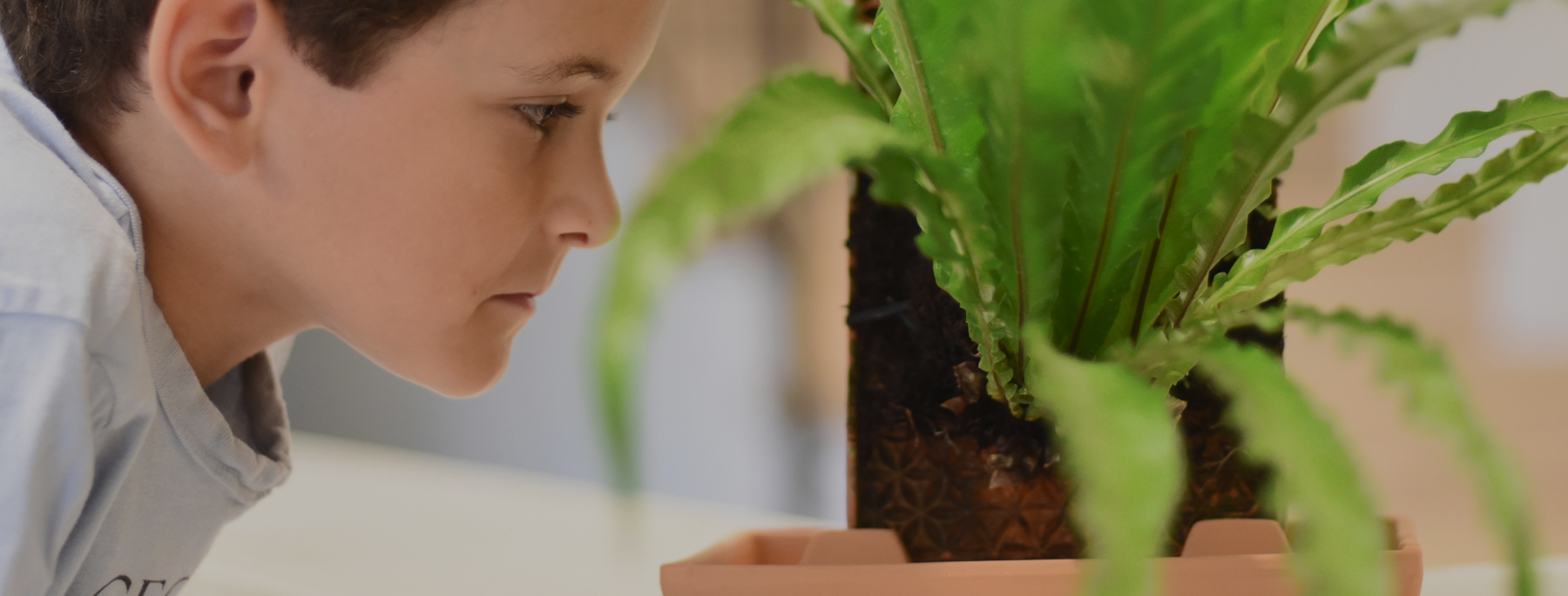 A mess-free way to grow plants at home