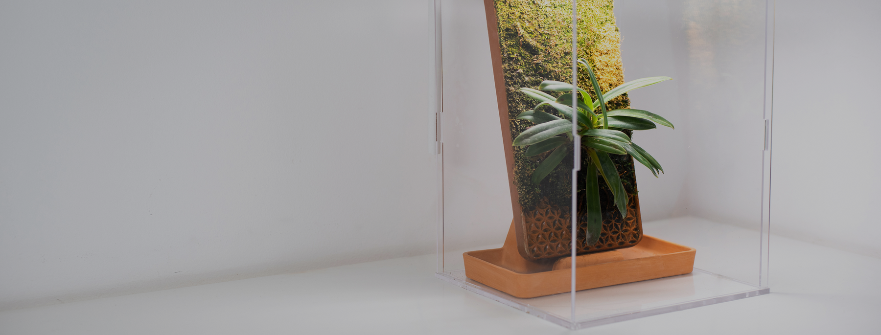 A mess-free way to grow plants at home