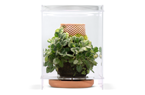 Terrarium + 360° LED Light + Tevaplanter