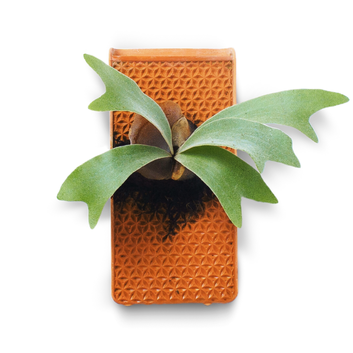 Tevaplanter with greenery