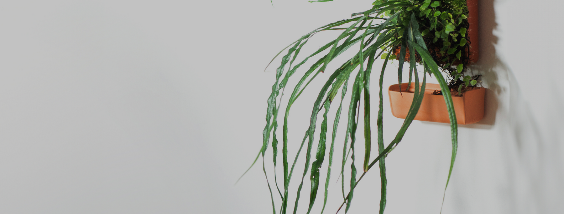 Wall Base – tevaplanter